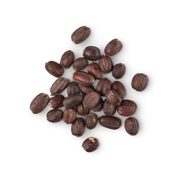 Jojoba — Simmondsia chinensis